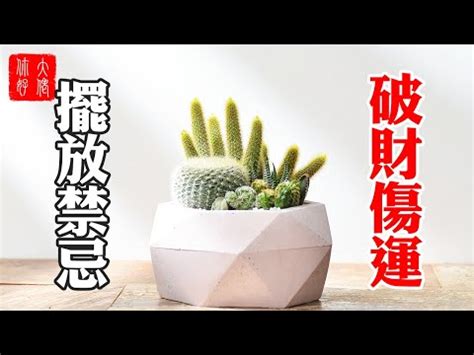 店面可以放仙人掌嗎